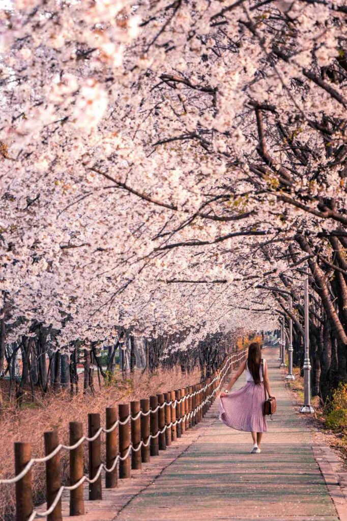 Women walking along a path of cherry blossom trees